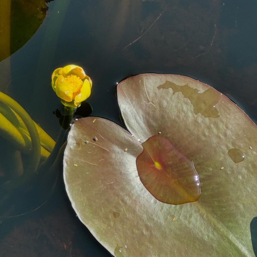 Meet your Posher, Molly